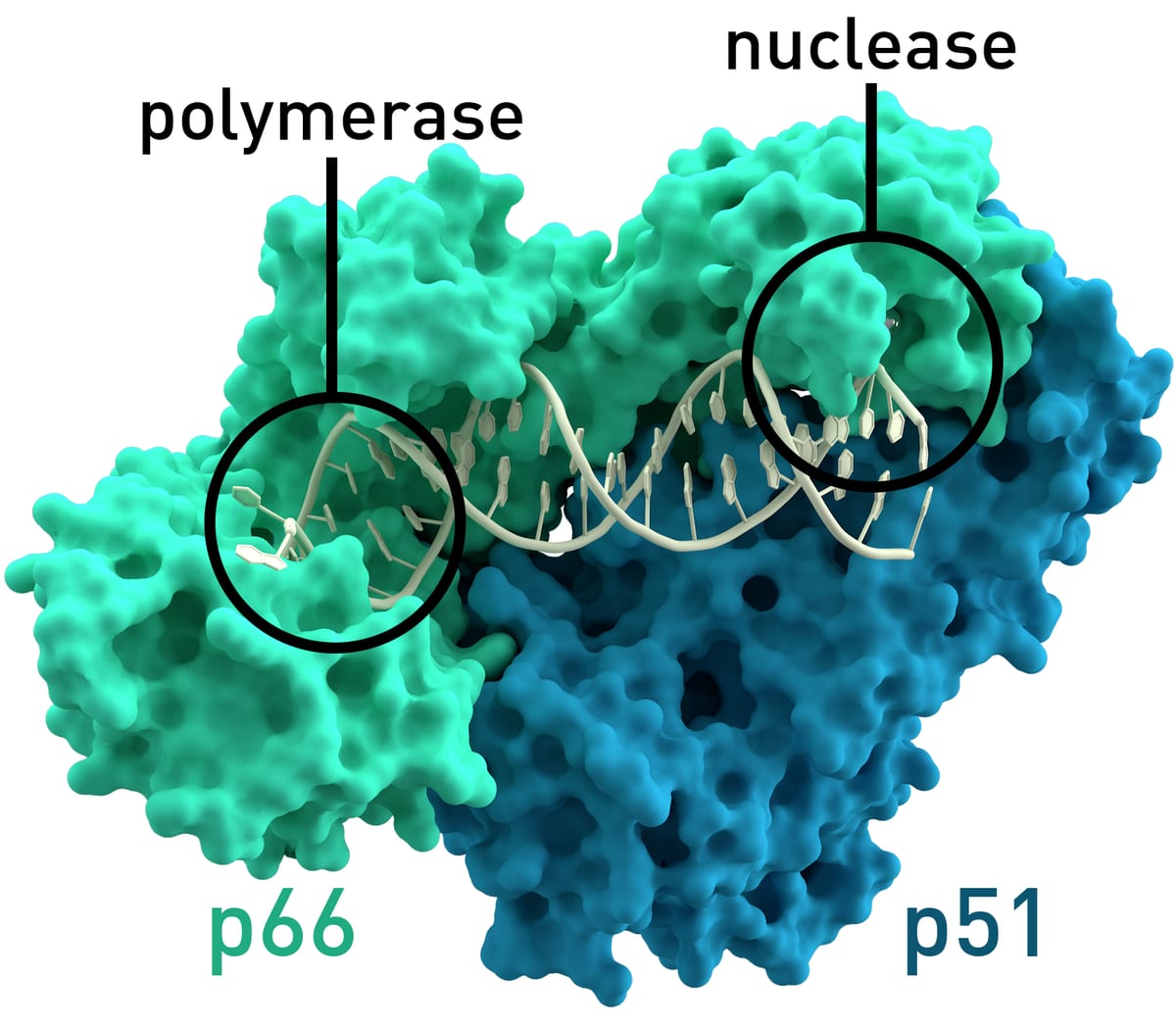 Surface model of HIV-1 reverse transcriptase in green and blue, bound to a nucleic acid double helix, with the polymerase and nuclease sites circled