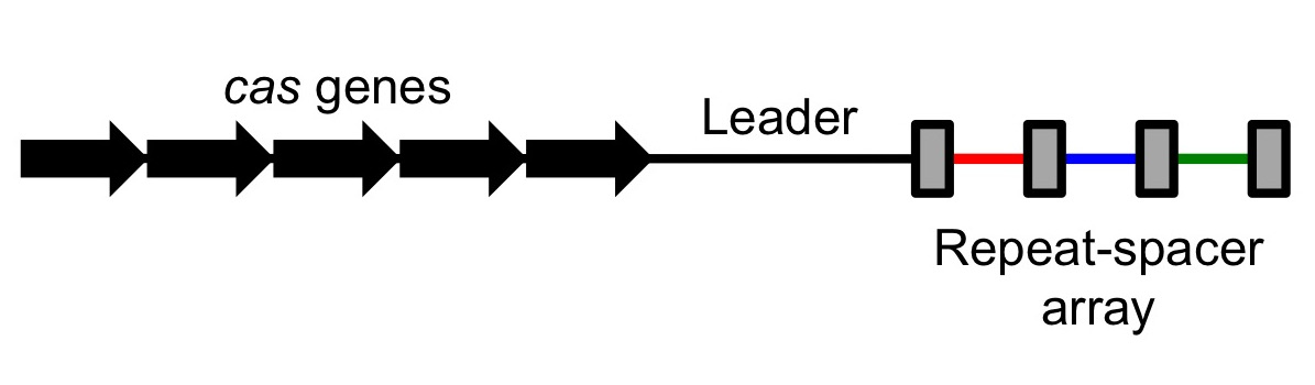 Simplified diagram of a CRISPR locus with cas genes on the left, a leader sequence, and an array of identical grey repeat boxes separated by coloured spacer bars