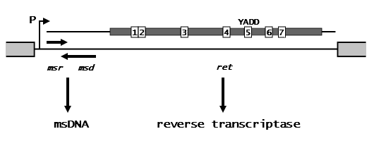 Diagram of a retron operon: a promoter followed by msr and msd regions that make msDNA, and a ret gene with seven conserved boxes that encodes reverse transcriptase