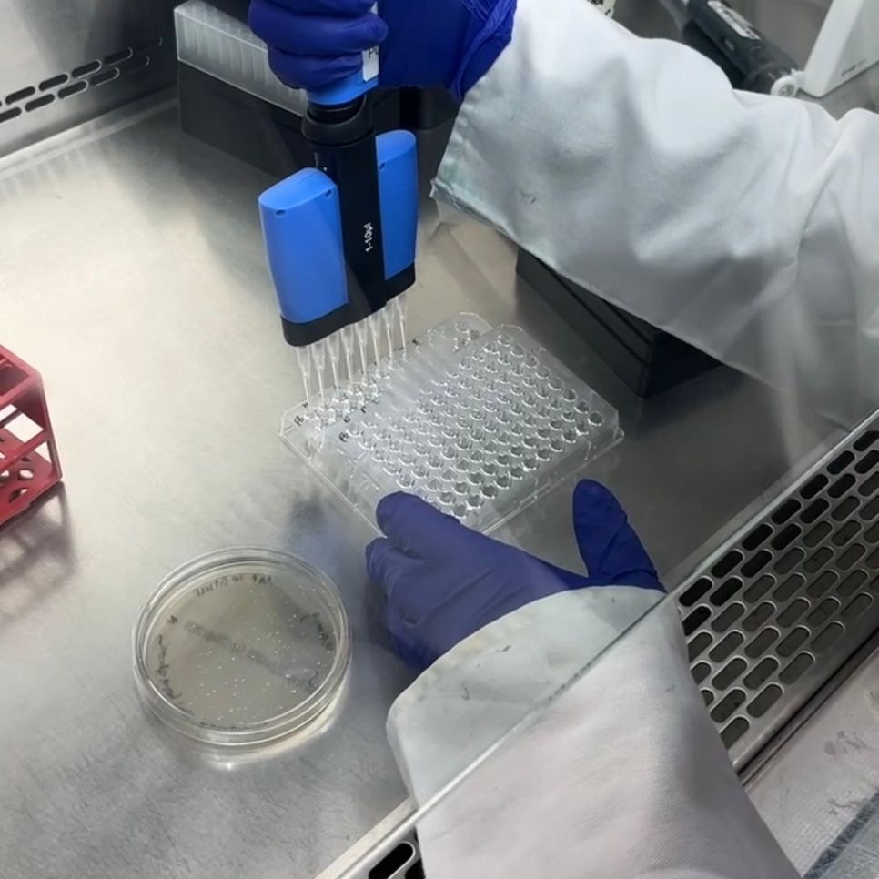 A researcher in a biosafety cabinet using a multichannel pipette over a 96-well plate