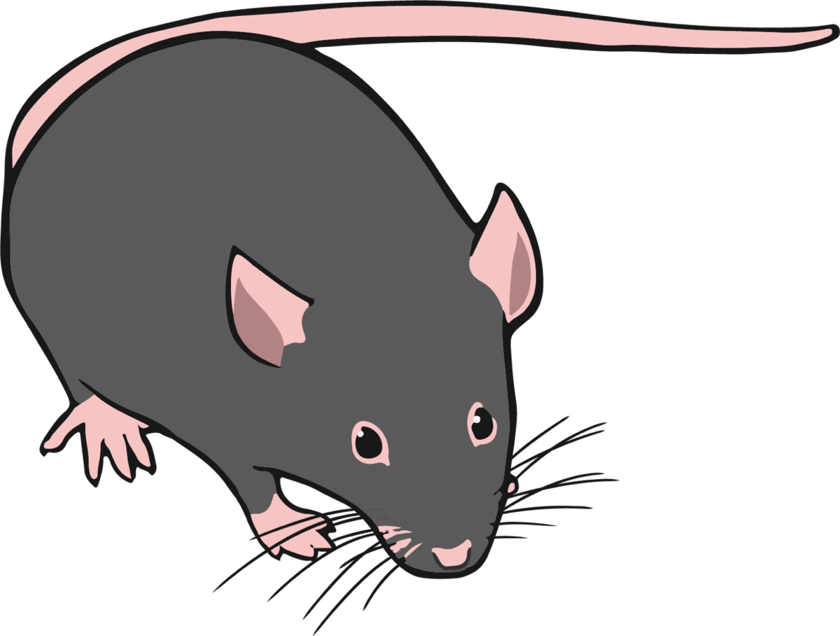 A simple illustration of a grey laboratory mouse